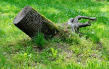 Як видалити пень з ділянки за 1 годину без зусиль: метод китайських дачників