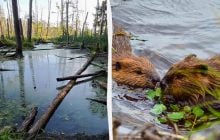 У лісах Полісся знайшли дивовижне підводне містечко тварин: куди поділися мешканці (відео)
