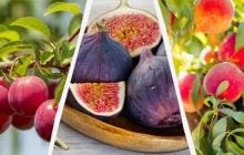7 фруктових дерев, які добре ростуть на сонячних ділянках