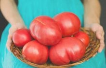 Чи можна їсти м'які помідори, і коли їх краще відправити у борщ