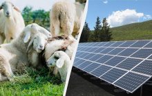 Сонячні ферми в Техасі віддали вівцям: чому кози й корови для цього не підійшли