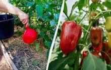Перець червоніє удвічі швидше: чим поливаю для швидкого дозрівання
