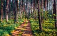У лісах Волині стоїть відкритий склеп цілительки із Варшави: що про неї відомо