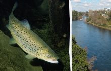В 1867 году в Новую Зеландию завезли форель: спустя десятилетие она вытеснила местных рыб