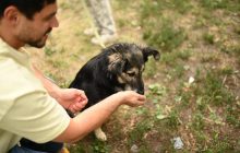 Этим звездам не нужна красная дорожка: ТЕТ помогает собакам из приюта найти семьи