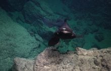 На дне Карибского моря нашли 20 новых видов: среди них – странная акула с глазами, как у кошки