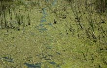 На місці Каховського водосховища зʼявились "в’єтнамські джунглі": чому там складно воювати