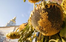 31 августа в Киеве будет самый теплый день недели