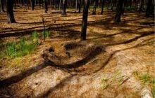 "Мурашиний постапокаліпсис" у Чорнобилі: дослідники показали дивовижне явище (фото)