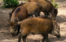 Десятки диких кабанів застрягли біля кордону Фінляндії та Росії: що сталося