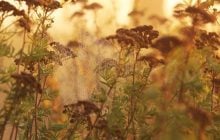13 вересня осіннє похолодання охопить майже всю Україну