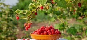 Що робити з кущами малини в серпні: 6 важливих правил для кращого врожаю