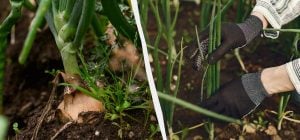 Другий урожай до холодів гарантовано: що встигне вирости після цибулі та часнику