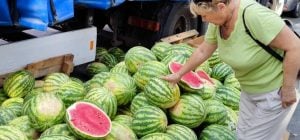 Колір плями й плодоніжка видають стиглий кавун ще до розрізання (фото)