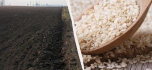 Китайський фермер місяцями слухав поради ШІ: одна з них знищила весь урожай