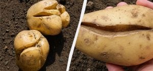 Трещины на картофеле - опасный признак: почему такие клубни нельзя хранить с целыми