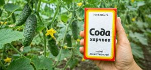 Навіщо огірки поливають содою в серпні: ефект помітний вже за тиждень