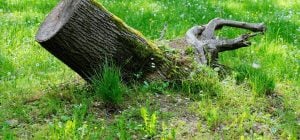 Як видалити пень з ділянки за 1 годину без зусиль: метод китайських дачників