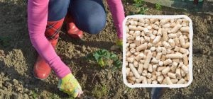 У мене немає кота, але наповнювач купую регулярно: він незамінний для дому та дачі