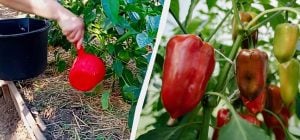 Перець червоніє удвічі швидше: чим поливаю для швидкого дозрівання