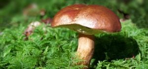 Старі великі гриби краще не збирати: що з ними не так