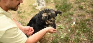 Ці зірки не потребують червоної доріжки: ТЕТ допомагає собакам із притулку знайти родини