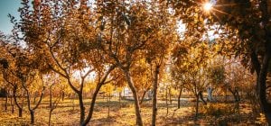 Зустрічаємо осіннє рівнодення: 3 обряди на щастя і порада для кожного знака Зодіаку