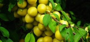 Дачники відроджують забутий фрукт з 80-х: солодкий, стійкий і дуже врожайний