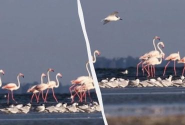 На Одещині сотні рідкісних фламінго не можуть знайти місце для гніздування, - еколог