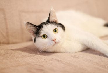 Почему кошки реагируют на "кс-кс-кс": объяснение ветеринаров