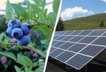 Сонячну електростанцію збудували над полями чорниці: це змінило смак ягід