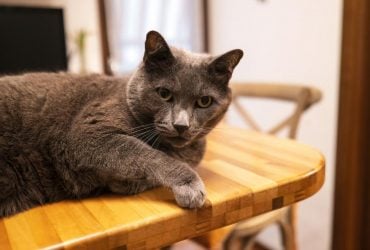 Як відучити кота залазити на стіл: власники поділилися ефективними методами