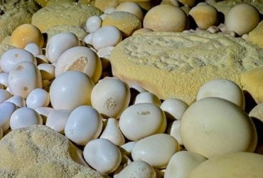Під джунглями В'єтнаму виявили печеру з рідкісними кам'яними перлинами