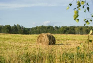 Сухо, солнечно и тепло: погода в Украине 13 августа порадует многих (карта)