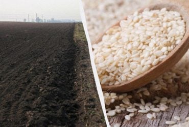 Китайский фермер месяцами слушал советы ИИ: один из них уничтожил весь урожай