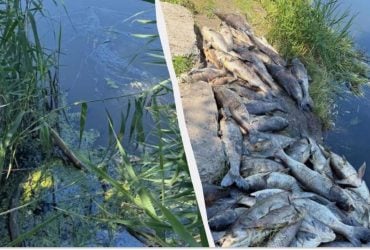 Загинуло три тонни риби: на Київщині зафіксовано екологічну надзвичайну ситуацію