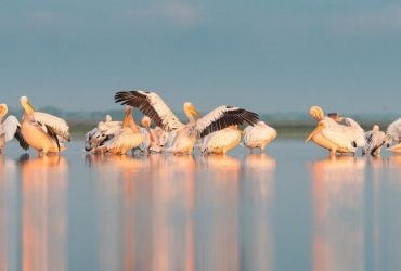 На Каховське водосховище повернулись рожеві пелікани: еколог пояснив причину