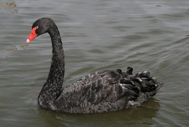 Предвестник беды: на пляже под Днепром заметили птицу, которая водится в Украине (фото)