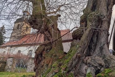 В Германии растет липа возрастом до 900 лет: на ней до сих пор видно следы мрачной истории