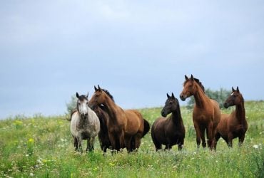 У 1760-му купець висадив коней на голому острові: зараз там пасуться сотні диких нащадків