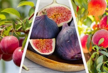 7 фруктових дерев, які добре ростуть на сонячних ділянках