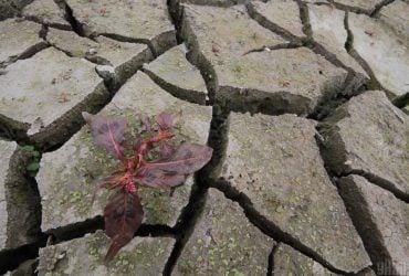 Дощова зима більше не рятує Європу від літньої посухи: вчені пояснили причину