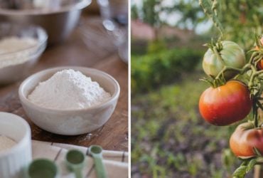 Не лише для випічки: 7 способів використати кукурудзяний крохмаль на городі
