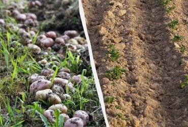 Один прийом після збору картоплі - і хвороб більше не буде: що робити з грядками
