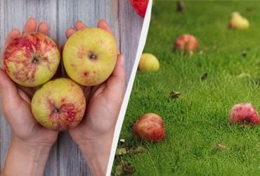 Не лише у компост: де ще можна використати падалицю яблук