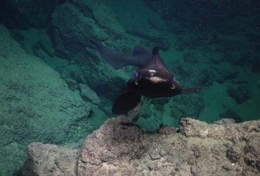 На дні Карибського моря знайшли 20 нових видів: серед них - дивна акула з очима, як у кота