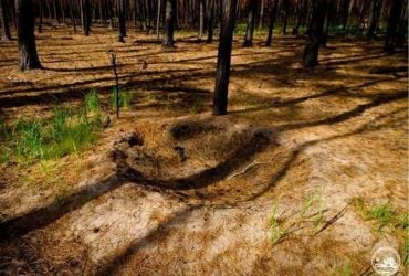 Мурашиний постапокаліпсис у Чорнобилі: дослідники показали дивовижне явище (фото)