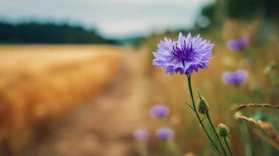 Літо не здається: 2 вересня в Україні буде до +31° (карта)
