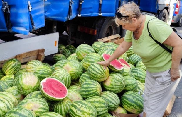 Колір плями й плодоніжка видають стиглий кавун ще до розрізання (фото)