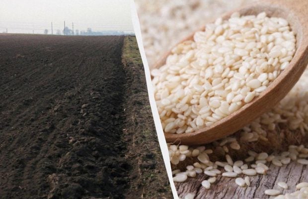 Китайський фермер місяцями слухав поради ШІ: одна з них знищила весь урожай
